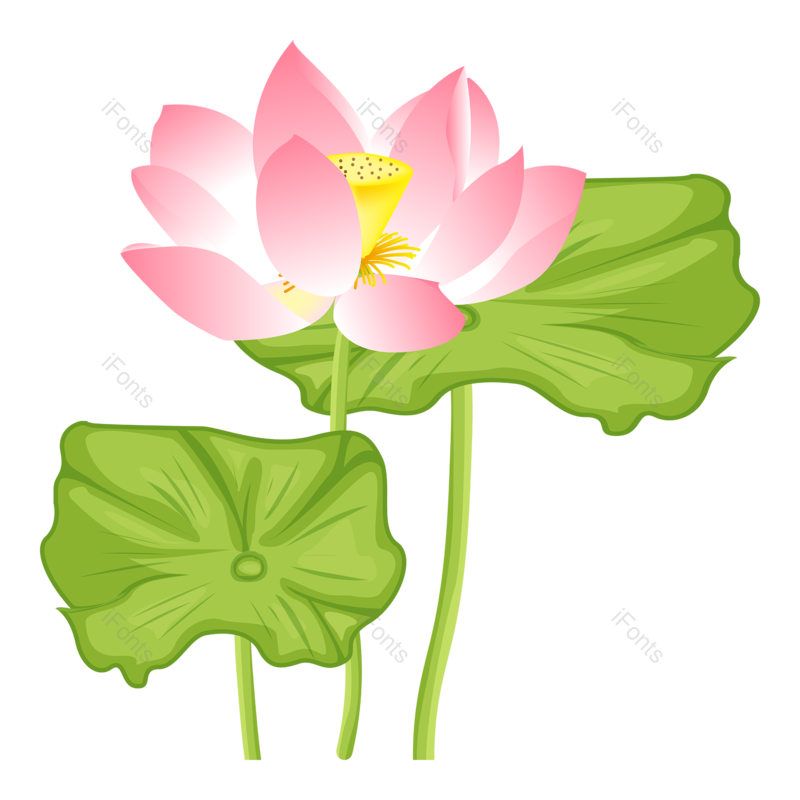 夏至图片,中国风元素,荷花PNG,夏天免抠素材